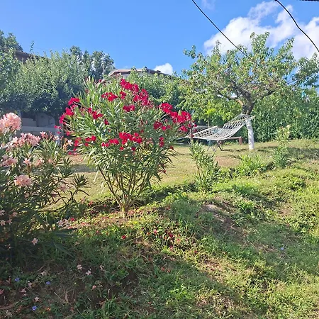 тони- атия Guest house